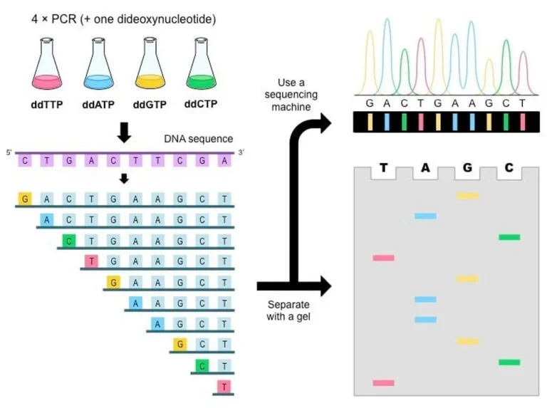 Bioinformatika dalam Analisis Genom Manusia