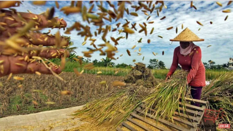 Efisiensi Energi dalam Penanganan Pasca Panen