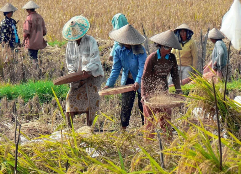 Manfaat Ekonomi dan Sosial Teknologi Pasca Panen